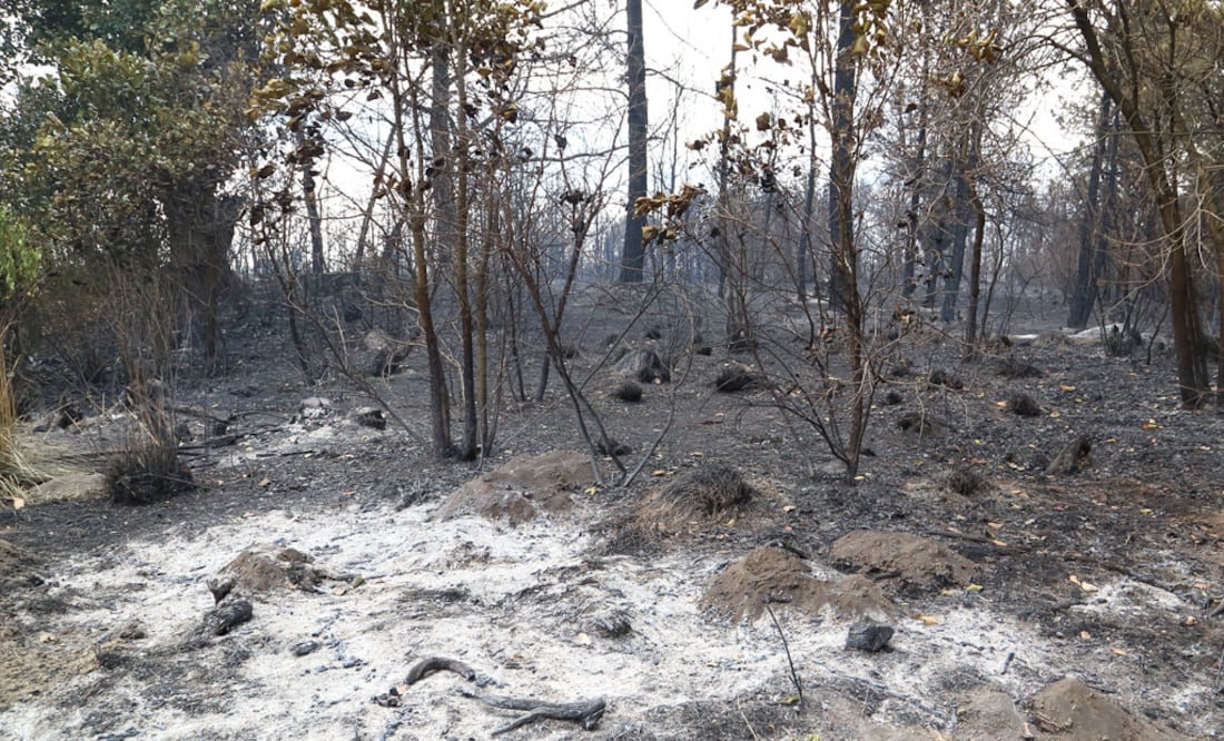 Foto: Agencia Enfoque para El Universal Puebla