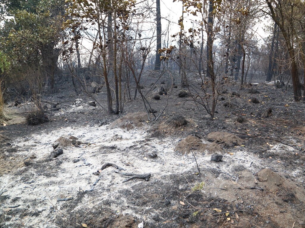Incendio en Tetela de Ocampo consume más de 480 hectáreas