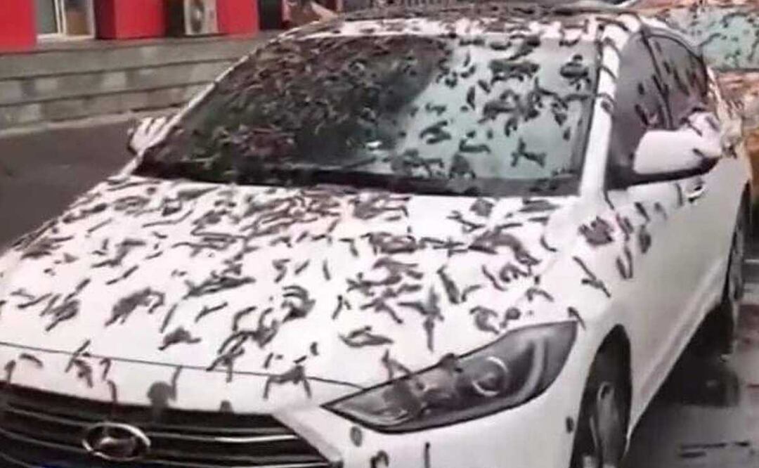 La lluvia de gusanos tiene diversas teorías pero nadie ha dado una explicación científica | Foto: redes sociales