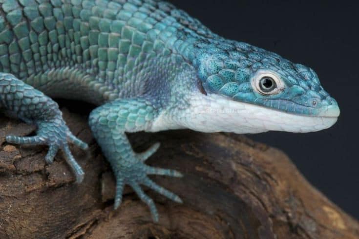 Este bello ejemplar de dragón azul está en peligro de extinción | Foto: Dragoncito azul / Foto Facebook Reptileros De Corazón