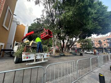 Ayuntamiento evaluará la Plaza de la Libre Expresión tras el colapso de un árbol