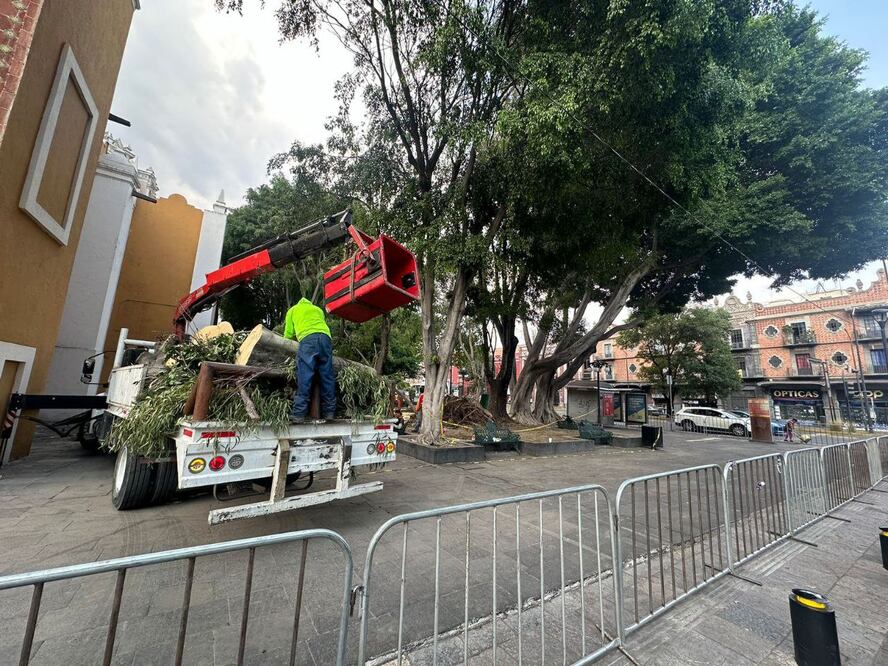 A través de la Secretaría de Medio Ambiente, se realizará una evaluación del arbolado de la Plaza de la Libre Expresión | Foto: Especial