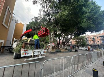 Ayuntamiento evaluará la Plaza de la Libre Expresión tras el colapso de un árbol