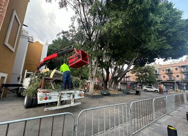 Ayuntamiento evaluará la Plaza de la Libre Expresión tras el colapso de un árbol