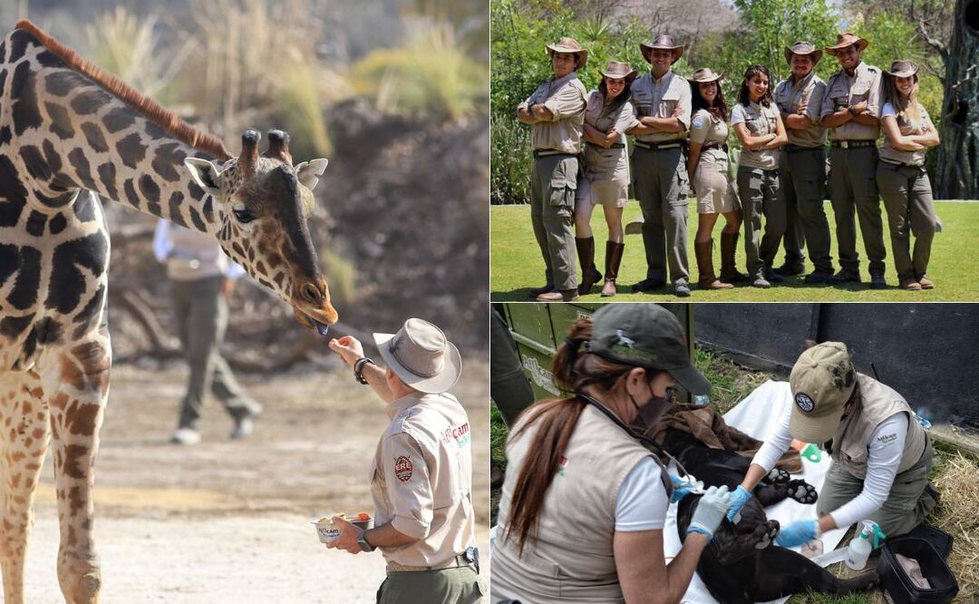 Africam Safari tiene 50 vacantes de empleo para verano | Foto: Foto: Africam Safari