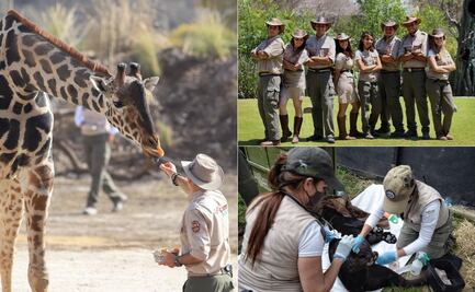 ¿Quieres trabajar en Africam Safari? Hay 50 vacantes para el verano