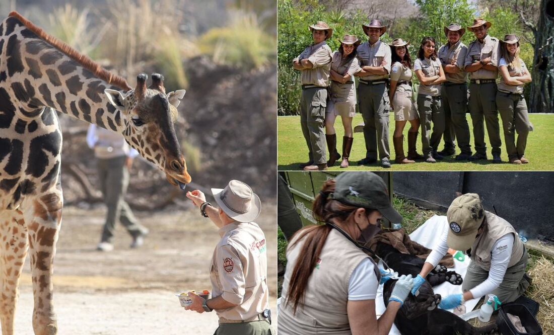 Africam Safari tiene 50 vacantes de empleo para verano | Foto: Foto: Africam Safari