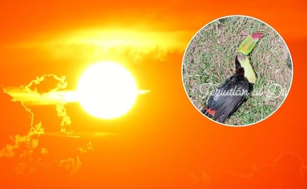 Mueren tucanes en Hueytamalco por ola de calor