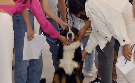 ¿Por qué hay perritos en el examen de admisión de la BUAP?