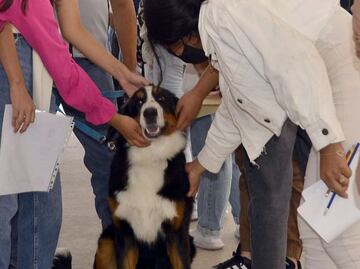 ¿Por qué hay perritos en el examen de admisión de la BUAP?