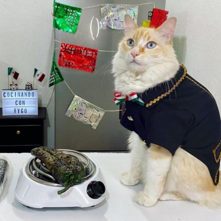 Fygo, el gato chef y su receta de chiles en nogada... meowgada 