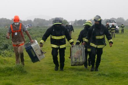 El rescate de los perros Spike y Spay en el socavón de Puebla en fotos y video