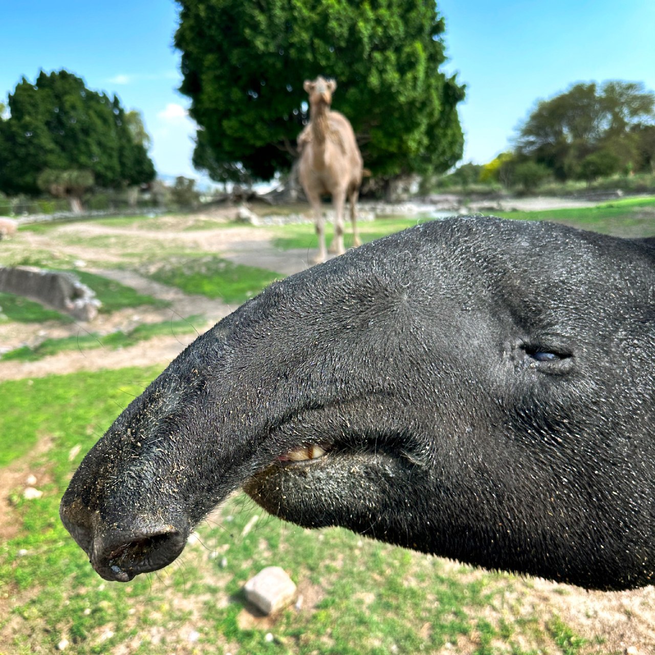 Foto: Africam Safari