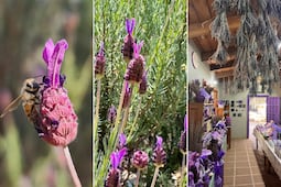 Descubre el bosque de lavanda en Puebla ideal para caminatas tranquilas