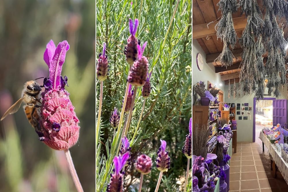 Campos de lavanda en Puebla ofrecen un entorno ideal para caminatas relajantes | Foto: Google Maps / FB Rancho San Martín