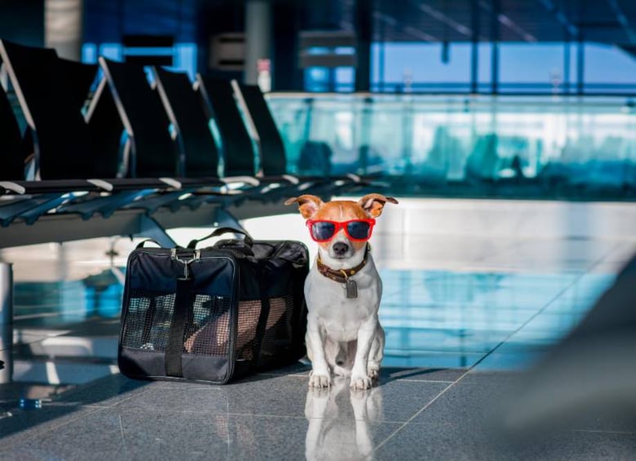 El médico veterinario evaluará la salud general de tu mascota y te informará si está en condiciones de viajar. Además, te proporcionará recomendaciones especiales a seguir durante el viaje en caso de que sea necesario.
Foto: Producción El Universal Puebla