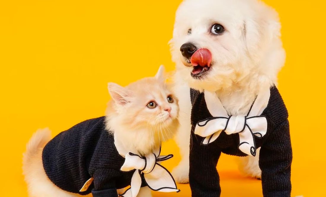 Perros y gatos. | Foto: Pixabay