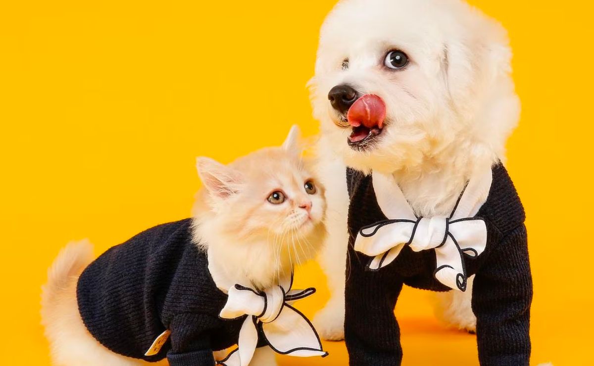 Estos son los mejores regalos de Navidad para consentir a los michis y perritos de la casa