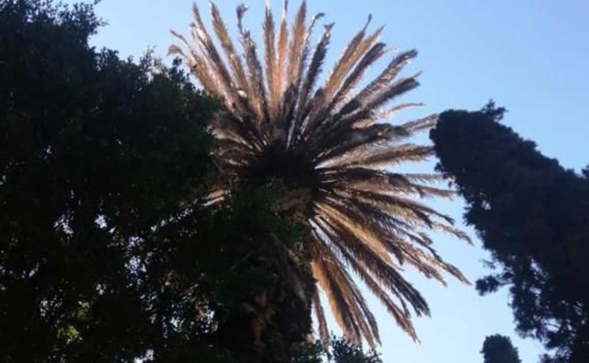 Detectan plaga en árboles de la ciudad de Puebla