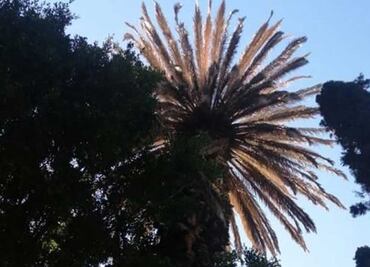 Detectan plaga en árboles de la ciudad de Puebla