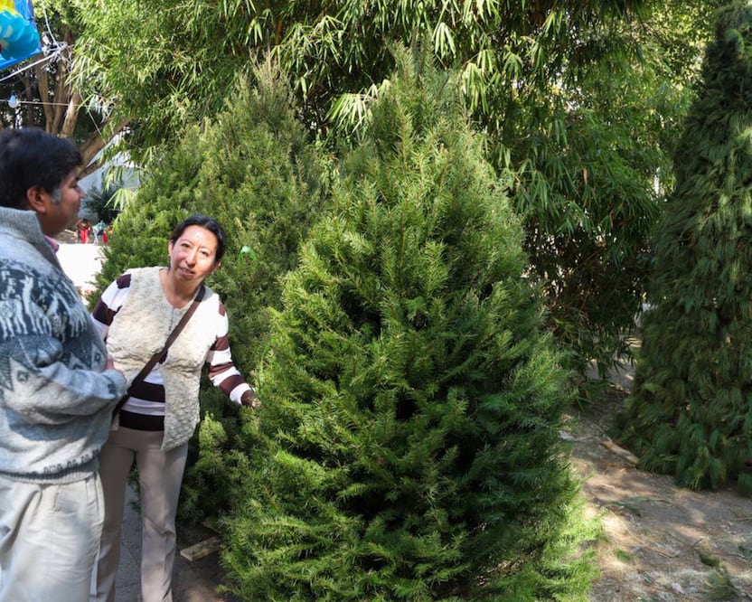 Tienes hasta el 15 de febrero para donar tu árbol de Navidad a Africam Safari  |Foto: Agencia Es Imagen para El Universal Puebla