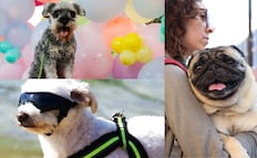 ¿Te vas de vacaciones? Guarderías para perros en Puebla: precios y servicios