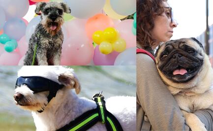 ¿Te vas de vacaciones? Guarderías para perros en Puebla: precios y servicios