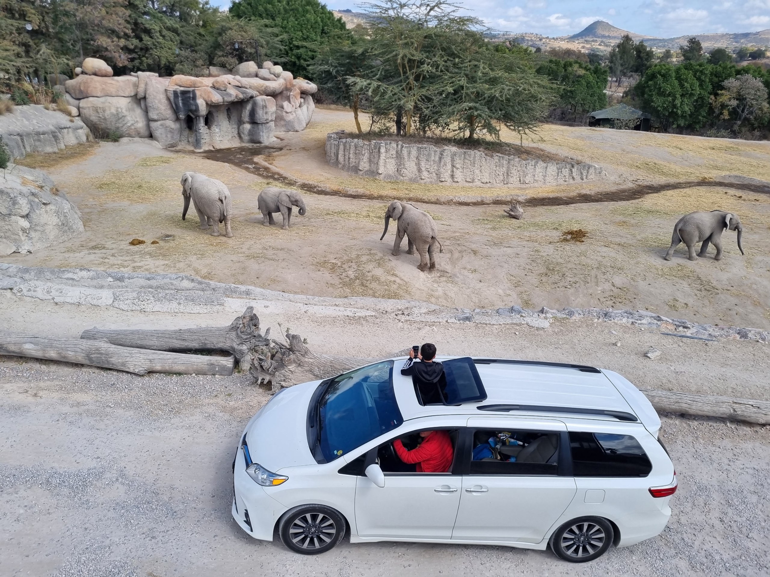 Hay varias opciones para recorrer Africam Safari | EsImagen
