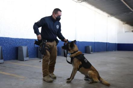 ¿Tienen derechos los perritos de rescate o policías?