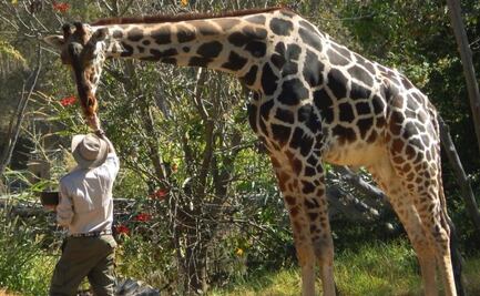 Qué se necesita para ser cuidador de animales en Africam Safari