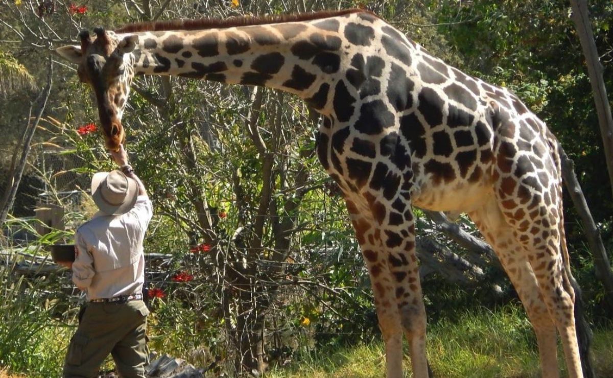 Qué se necesita para ser cuidador de animales en Africam Safari