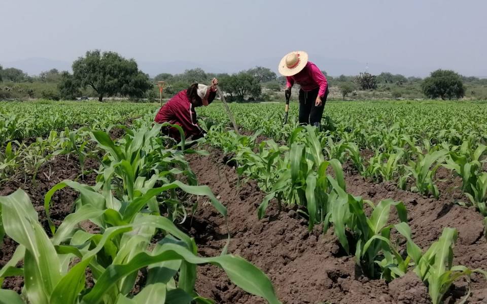 Se consideran cultivos prioritarios al maíz, frijol, arroz y otros cultivos que tienen un alto impacto social o económico en una región o entidad federativa. 

Foto: Producción El Universal Puebla