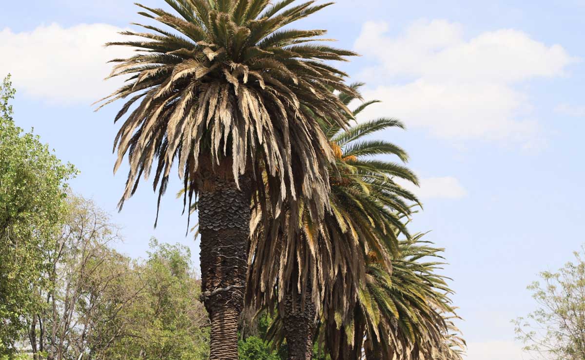 Repondrán palmeras derribadas en el municipio de Puebla