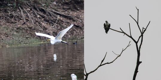 En esta hermosa presa de Puebla puedes pasear en lancha y observar aves