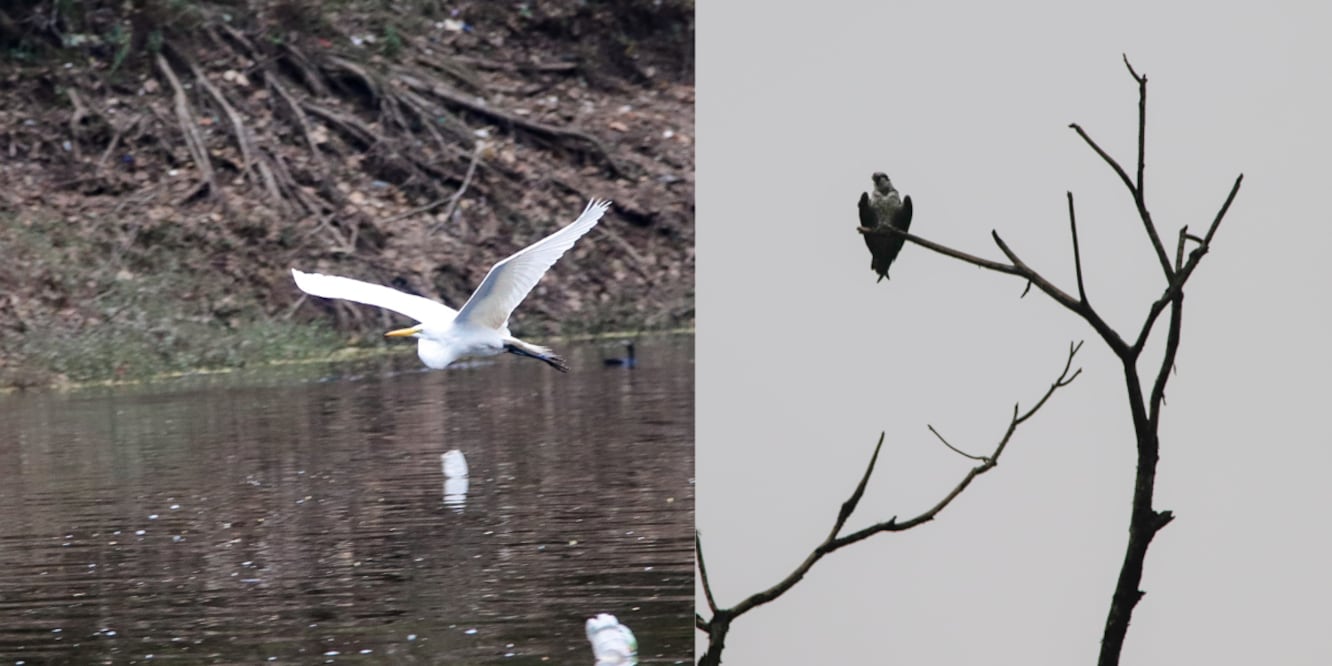 Avistamiento de aves en la Presa Necaxa / Foto EsImagen