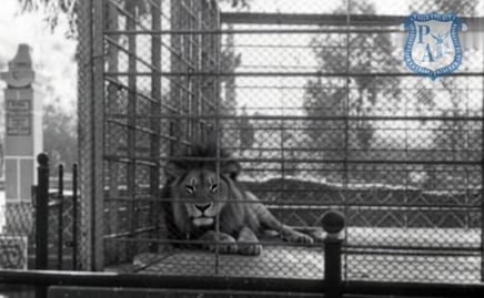 VIDEO Reviven al famoso león de Paseo Bravo con IA