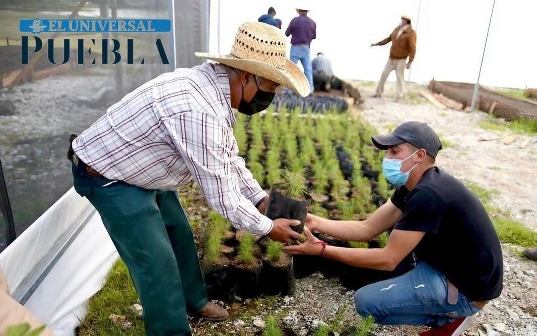 El campo ha sufrido un notable abandono por parte de las autoridades de gobiernos anteriores, lo que ha causado un deterioro significativo en la producción agroforestal y en la calidad de vida de la población rural.
Foto: Producción El Universal Puebla