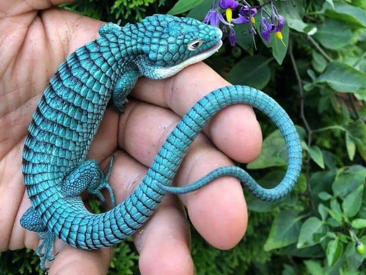 Este bello ejemplar de dragón azul está en peligro de extinción | Foto: Dragoncito azul / Foto Facebook Reptileros De Corazón