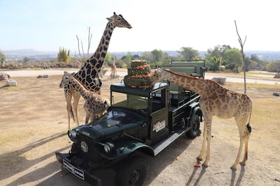 VIDEO. Benito ya conoció a su nueva familia de jirafas en Africam Safari