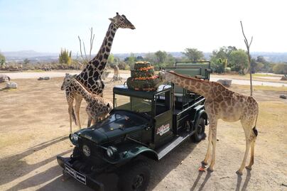 VIDEO. Benito ya conoció a su nueva familia de jirafas en Africam Safari