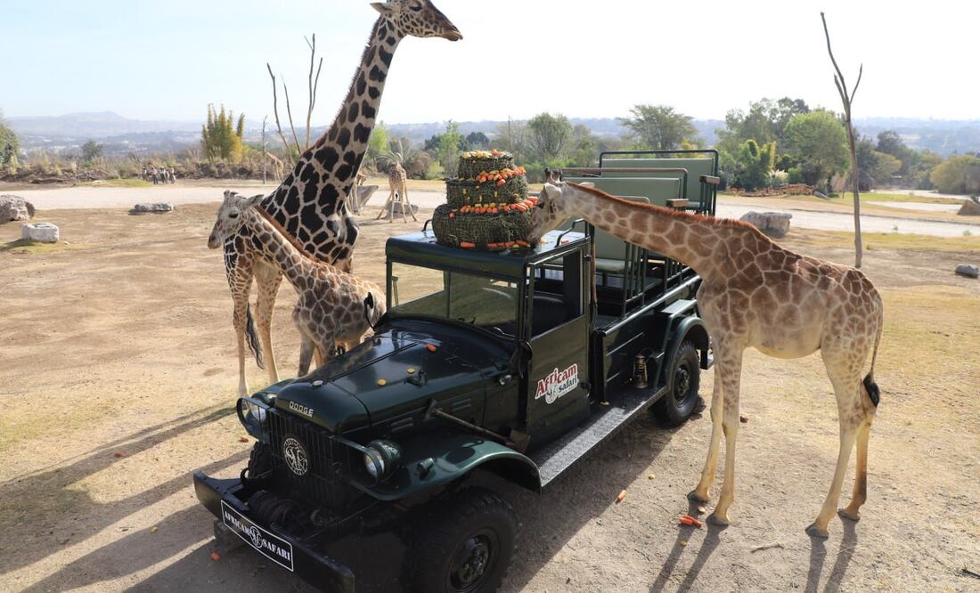 Benito fue bien recibido por su nueva familia de jirafas | Foto: Agencia Es Imagen para El Universal Puebla
