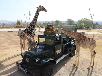 VIDEO. Benito ya conoció a su nueva familia de jirafas en Africam Safari