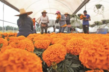 Cempasúchil, una tradición que no se marchita
