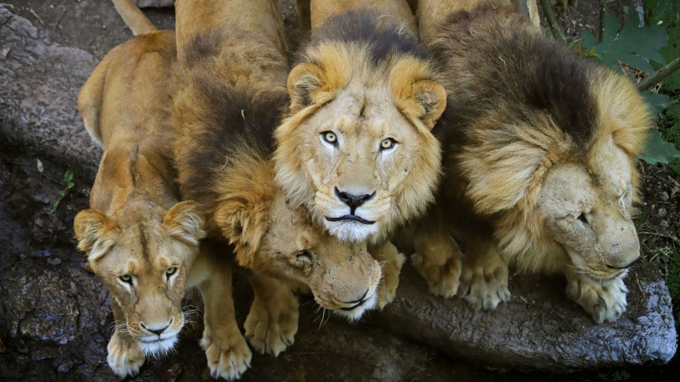 Mega puente marzo 2022. ¿Africam Safari abre el lunes 21 de marzo?