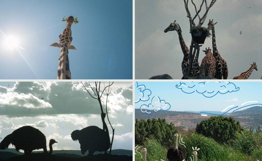 En Tripadvisor han dado algunas recomendaciones / Foto: Facebook de Africam Safari