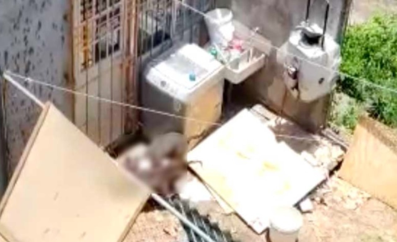 ¿Alimentan a pitbulls con carne de perro? Esto es lo que se sabe de video en Puebla