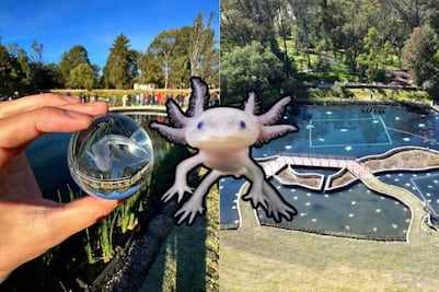 Este parque gratis de Puebla te deja ver ajolotes bebés de cerca