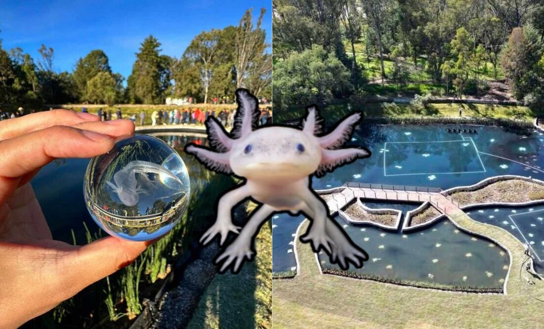 El Bosque del Ajolote es un lugar fascinante para conocer a estos animalitos | Foto: Redes Sociales / National Geographic