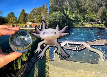 Este parque gratis de Puebla te deja ver ajolotes bebés de cerca