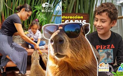 ¡Imperdible en Puebla! En Acuario Michin vive la experiencia de abrazar capibaras